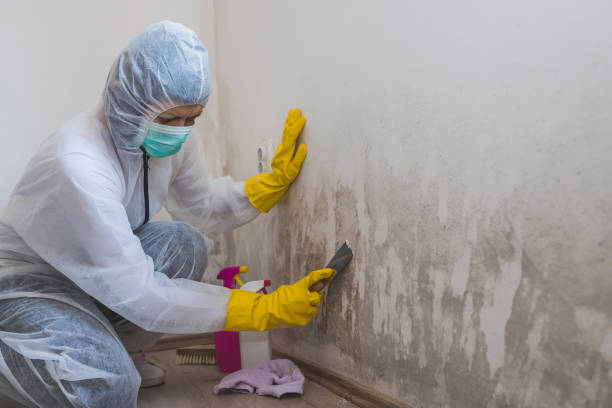 Best Water Damage & Mold Remediation  in Denison, TX